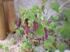 2024_06_06u.JPG