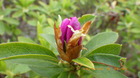 20250412ccW.JPG
