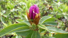 20250413ccW.JPG