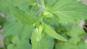 20250507u.JPG