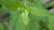 20250508u.JPG