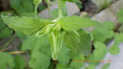 20250512u.JPG