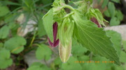 20250519u.JPG