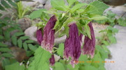 20250609u.JPG