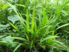 LVEu0507.JPG
