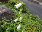 u0513.JPG