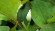 IMGP0788hN_~56.JPG
