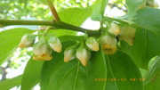 IMGP1458`513.JPG