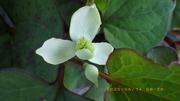 IMGP1650hN_~514.JPG