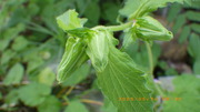 IMGP1656u514.JPG