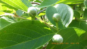 IMGP2402o520.JPG