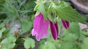 IMGP2442u521.JPG