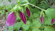 IMGP2496u522.JPG