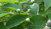 IMGP2553o522.JPG