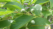 IMGP2629o523.JPG