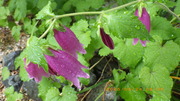 IMGP2677u524.JPG