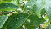 IMGP2725o524.JPG