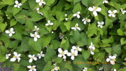 IMGP2784hN_~525.JPG
