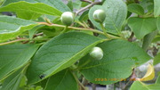 IMGP2811.JPG