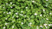 IMGP2859hN_~526.JPG