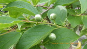 IMGP2894o526.JPG