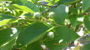 IMGP2972o527.JPG