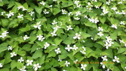 IMGP3150hN_~529.JPG