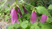 IMGP3153u529.JPG