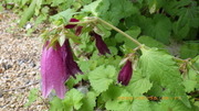 IMGP3252u530.JPG