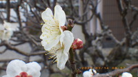 IMGP3259~314.JPG
