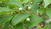IMGP3310o530.JPG