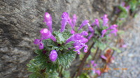 IMGP3353zgPmU315.JPG
