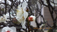IMGP3358~315.JPG