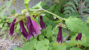 IMGP3506u61.JPG