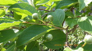 IMGP3544o61.JPG