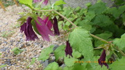 IMGP3634u62.JPG