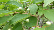 IMGP3673o62.JPG