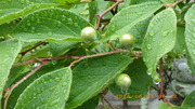 IMGP3744o63.JPG