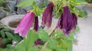 IMGP3930u64.JPG