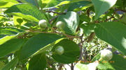 IMGP3981o64.JPG
