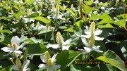 IMGP4100hN_~65.JPG