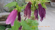 IMGP4105u65.JPG