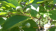 IMGP4136o65.JPG
