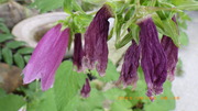 IMGP4180u66.JPG