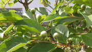 IMGP4212o66.JPG