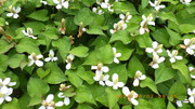 IMGP4294hN_~67.JPG