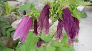 IMGP4295u67.JPG