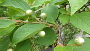 IMGP4340o67.JPG