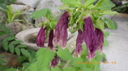 IMGP4414u68.JPG