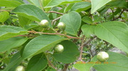 IMGP4451o68.JPG